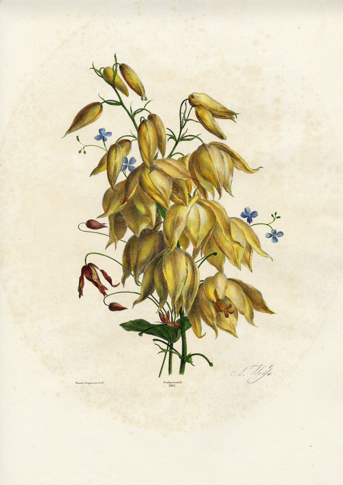 , Antique Print-BOUQUET-WILDFLOWER-FLAX-NO. 34-Weiss-1850, Pictura Antique Prints