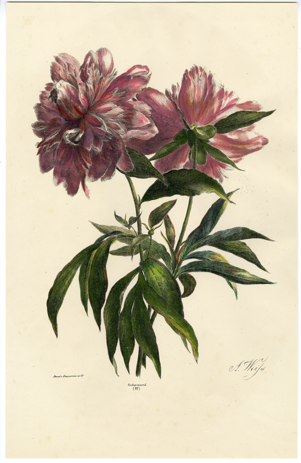 , Antique Print-PEONY-PAEONIA-NO. 37-Weiss-1830, Pictura Antique Prints
