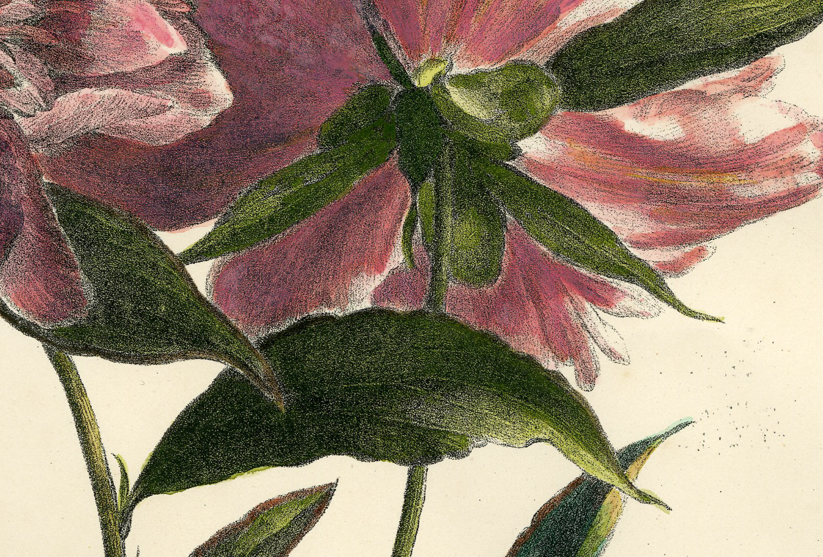 , Antique Print-PEONY-PAEONIA-NO. 37-Weiss-1830, Pictura Antique Prints