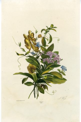 Antique Print-BOUQUET-FORGET ME NOT-HYDRANGEA-N. 29-ANTON WEISS-Weiss-1830