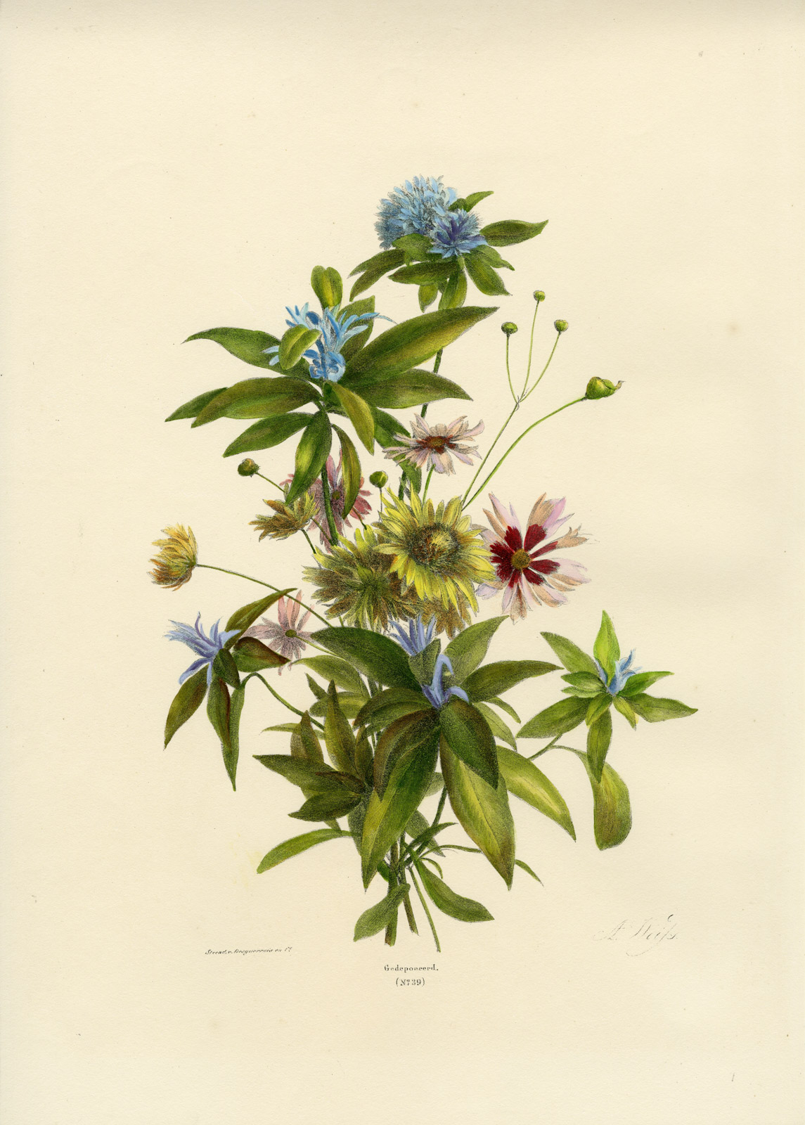 , Antique Print-BOUQUET-BLUE LOBELIA-OXEYE-WILDFLOWER-NO.39-Weiss-1850, Pictura Antique Prints