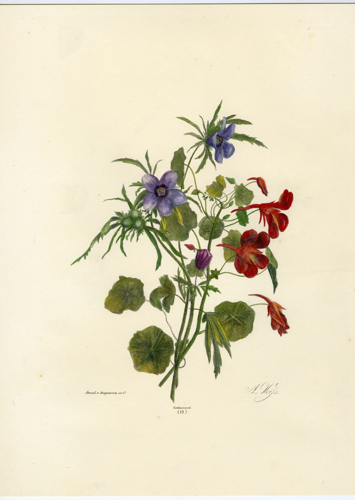 , Antique Print-FLOWER-VIOLET-BLUE-RED-NO. 12-Weiss-1850, Pictura Antique Prints