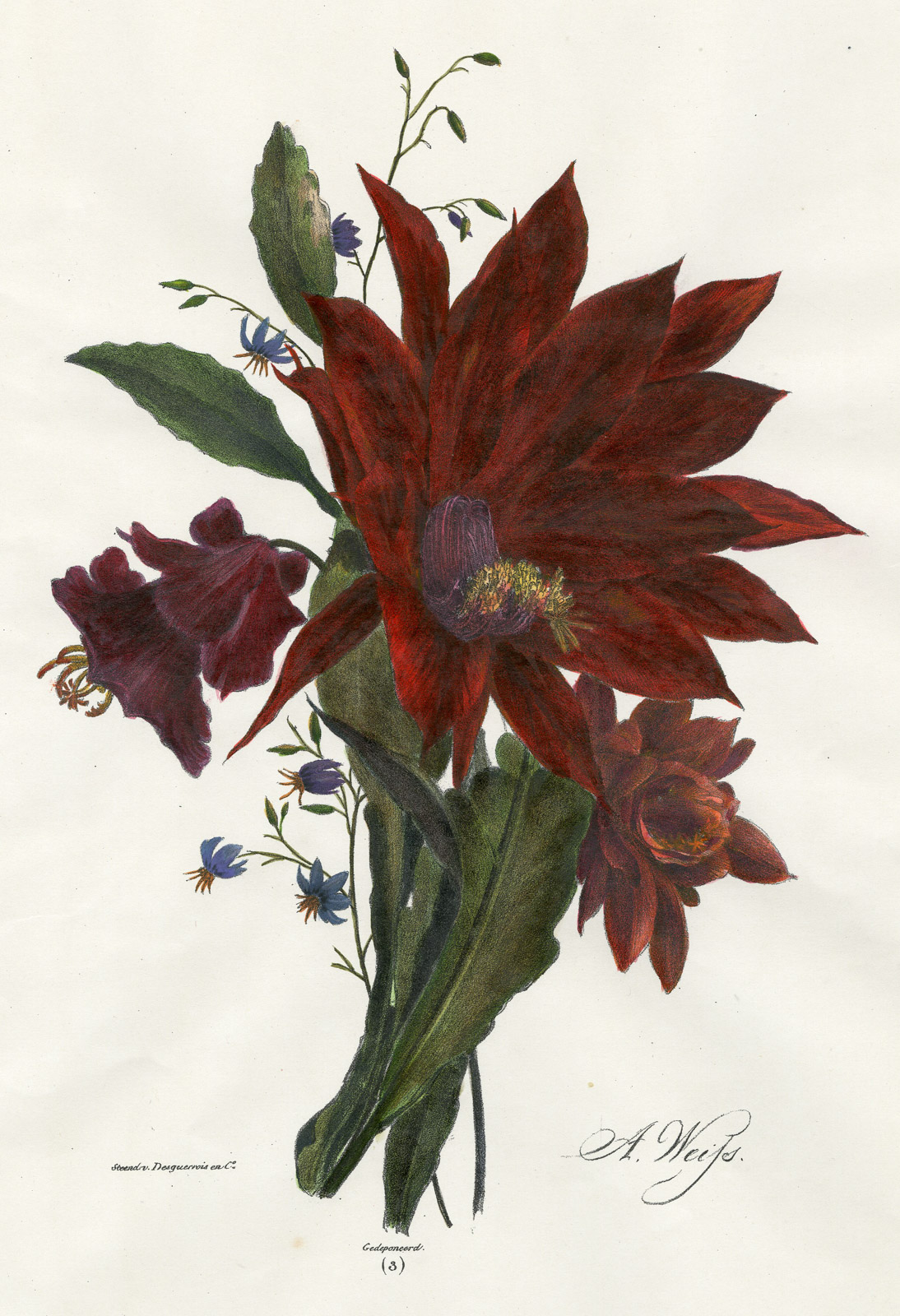 , Antique Print-RARE BOTANICAL-SCHLUMBERGERIA-LITHOGRAPH-NO. 3-Weiss-1850, Pictura Antique Prints