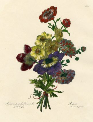 2-Antique Prints-ANEMONE-BUTTERCUP-NARCISSUS-NO. 8-Engelmann-c.1830