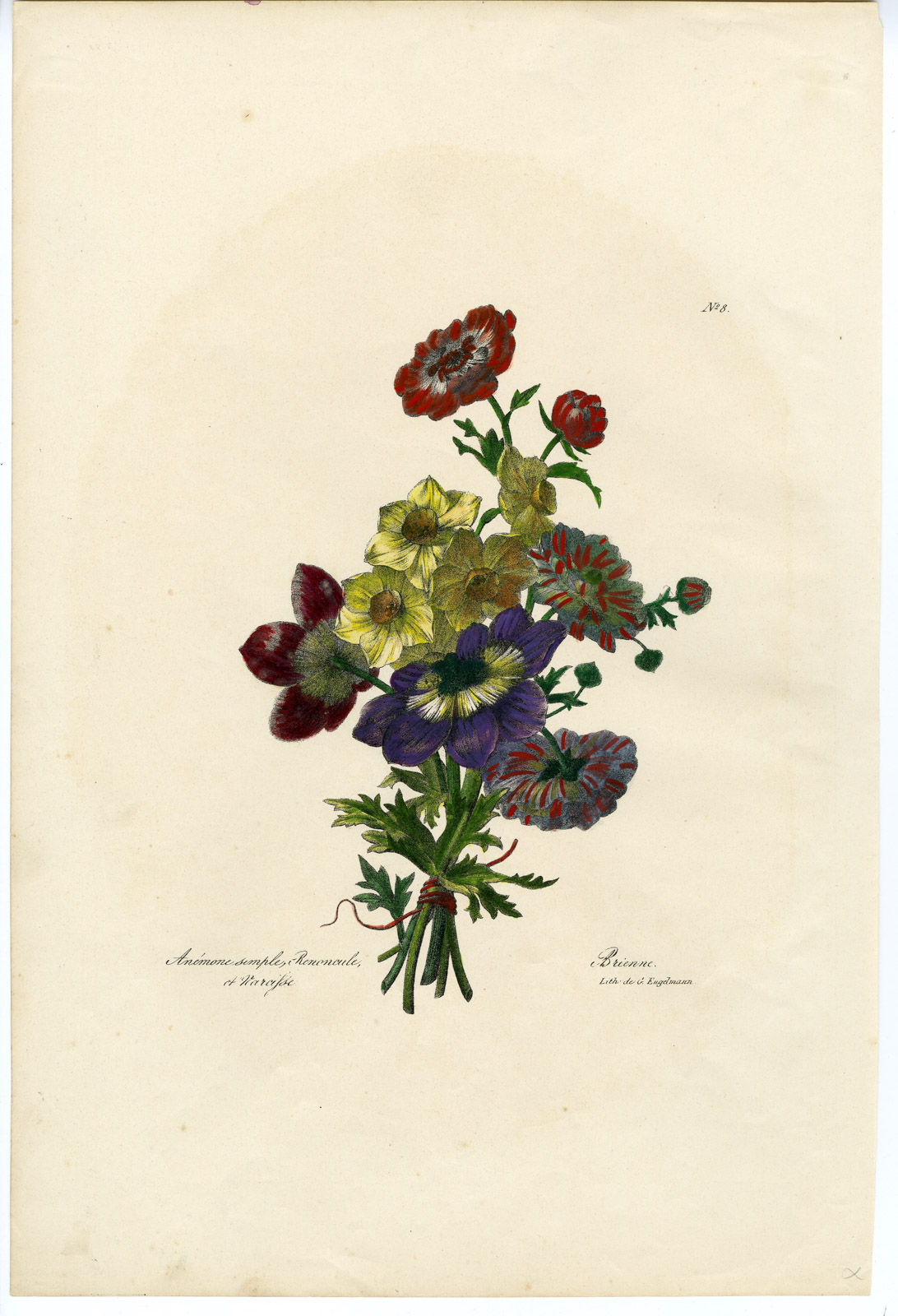 , 2-Antique Prints-ANEMONE-BUTTERCUP-NARCISSUS-NO. 8-Engelmann-c.1830, Pictura Antique Prints