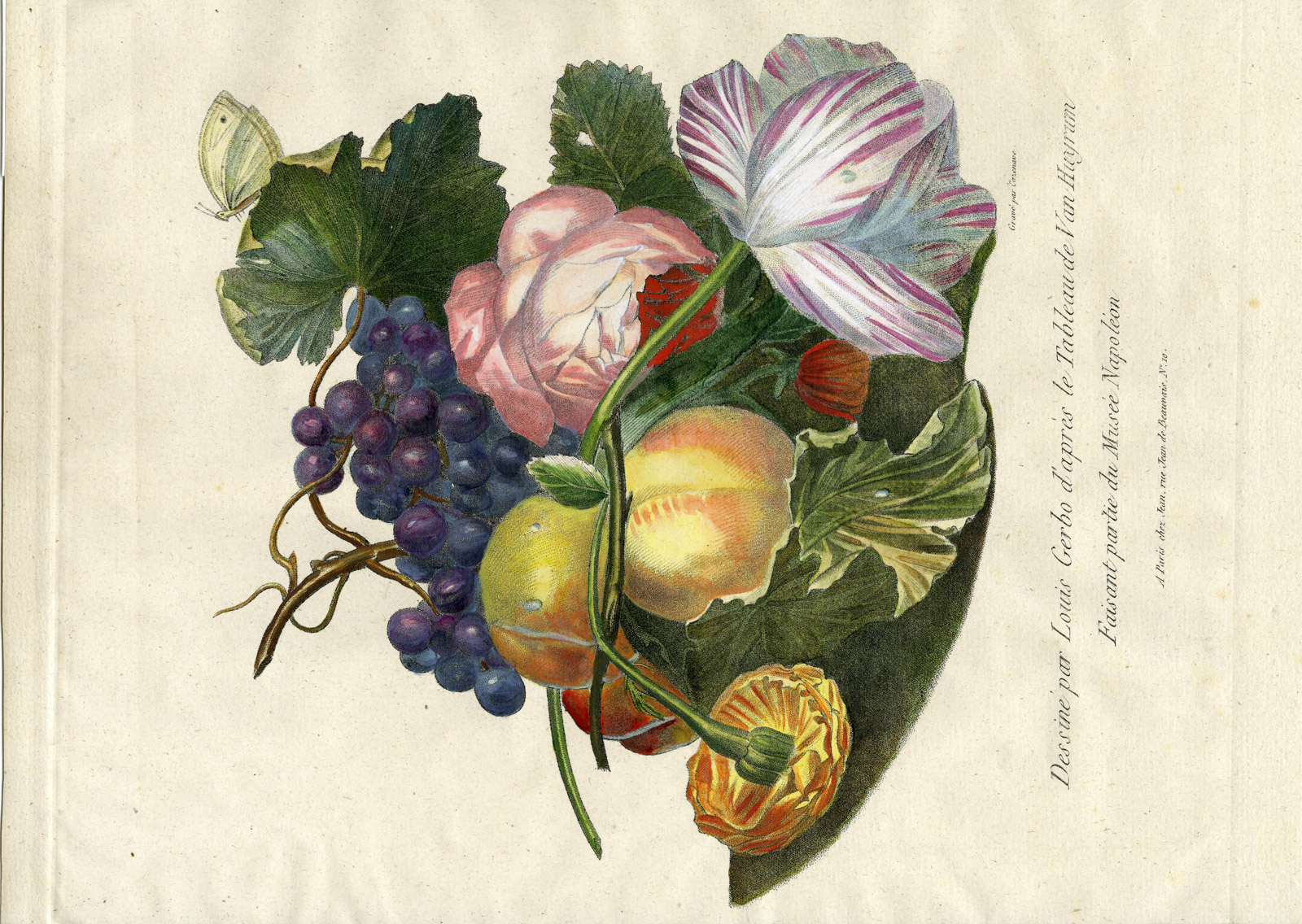 , Antique Print-FLOWER-ROSE-PEACH-GRAPE-TULIP-NO. 10-Cazenave-Gerbo-1799, Pictura Antique Prints
