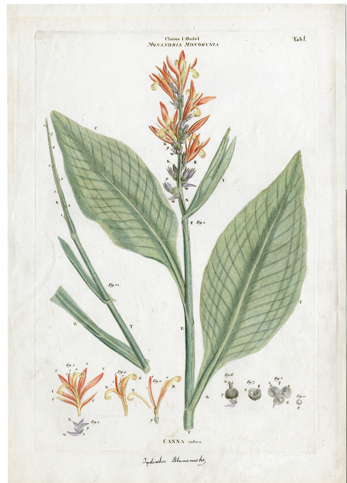 , Antique Print-BOTANICAL-INDIAN SHOT-CANNA INDICA-Linnaeus-1758, Pictura Antique Prints