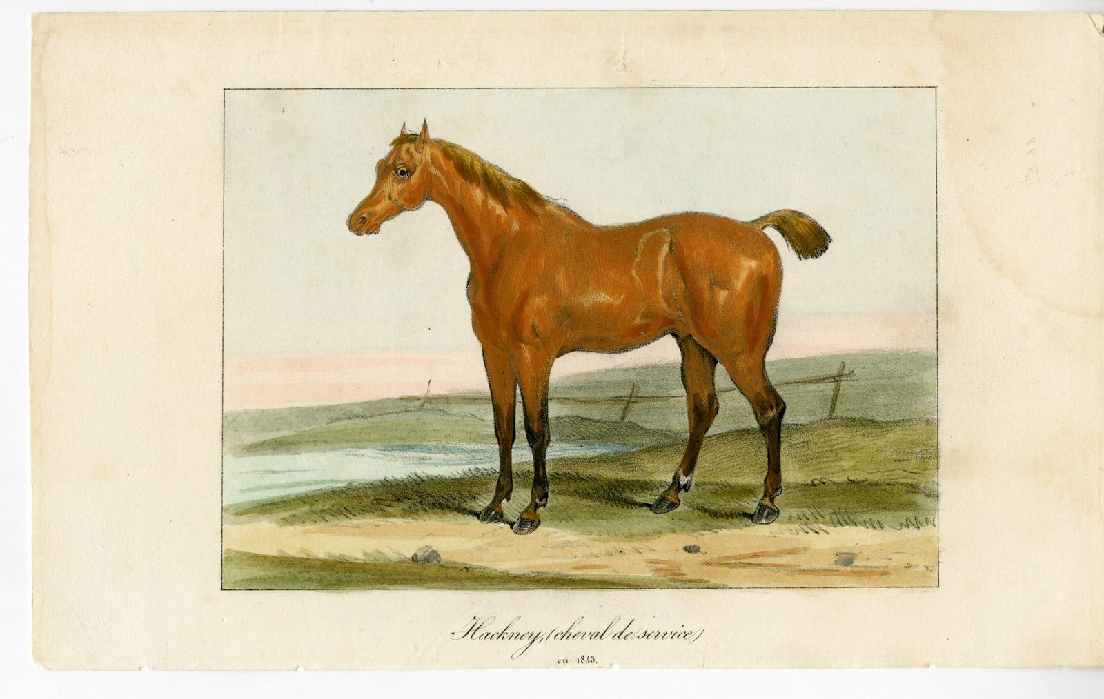 , Antique Print-HACKNEY HORSE-PORTRAIT-FIELD-Anonymous-1843, Pictura Antique Prints
