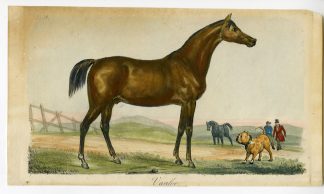 Antique Print-VANLOO-HORSE-FIELD-DOG-Anonymous-1820