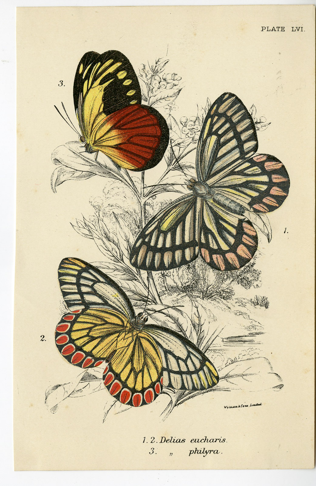, Antique Print-DELIAS EUCHARIS-JEZEBEL-PHILYRA-PL. LVI-Kirby-1897, Pictura Antique Prints