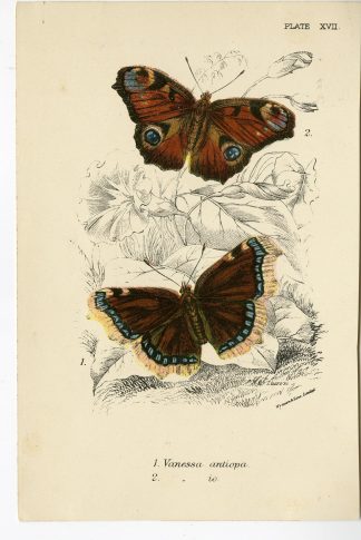 Antique Print-NYMPHALIS ANTIOPA-INACHIS IO-MOURNING CLOAK-PL. XVII-Kirby-1897
