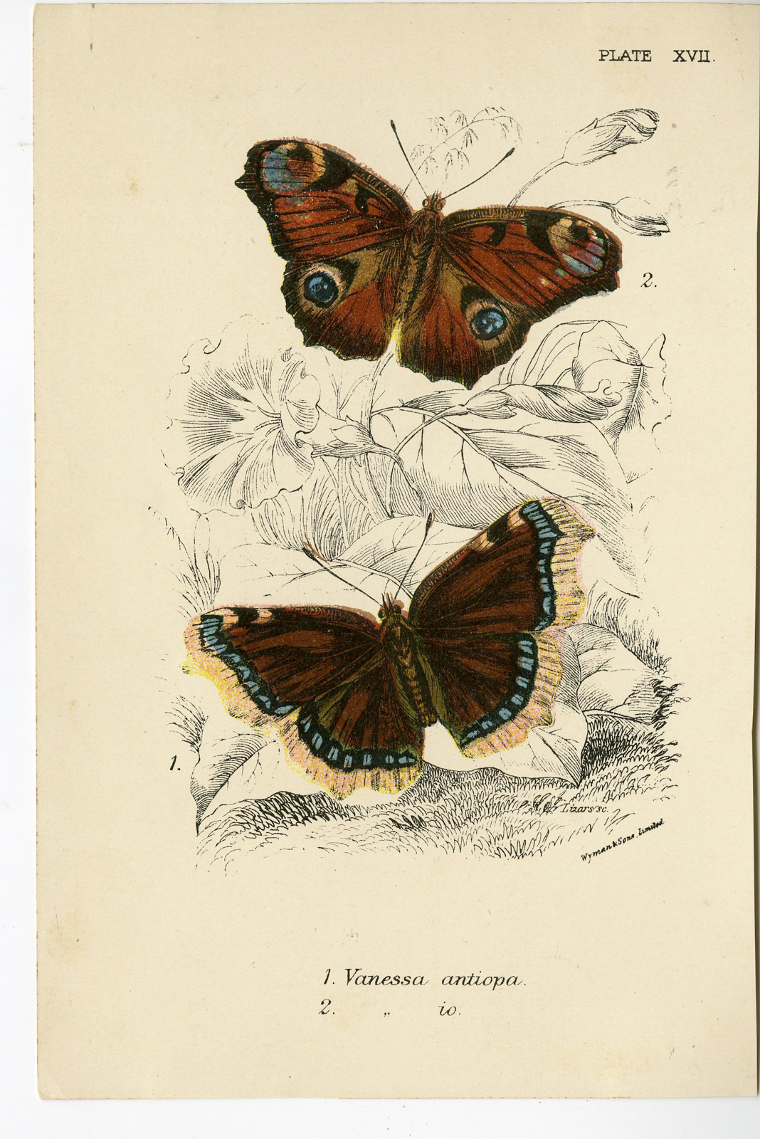 , Antique Print-NYMPHALIS ANTIOPA-INACHIS IO-MOURNING CLOAK-PL. XVII-Kirby-1897, Pictura Antique Prints