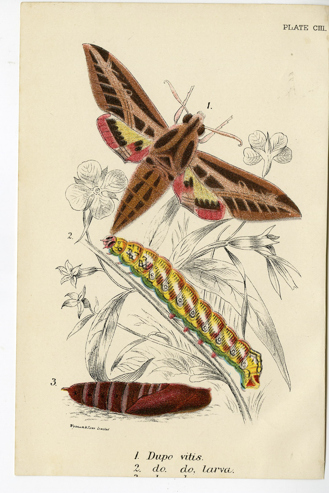 , Antique Print-DUPO-SPHINX-VITIS-VINE-PL. CIII-Kirby-1897, Pictura Antique Prints