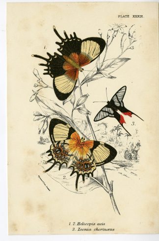 Antique Print-HELICOPIS GNIDUS-METALMARK-ZEONIA CHORINAEUS-PL. XXXIX-Kirby-1897