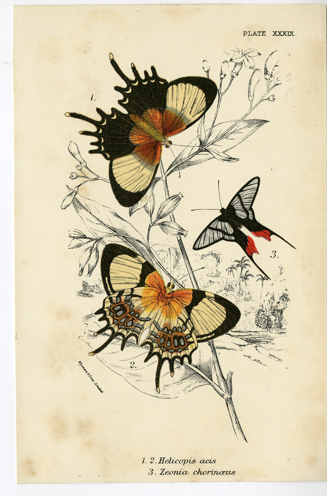 , Antique Print-HELICOPIS GNIDUS-METALMARK-ZEONIA CHORINAEUS-PL. XXXIX-Kirby-1897, Pictura Antique Prints