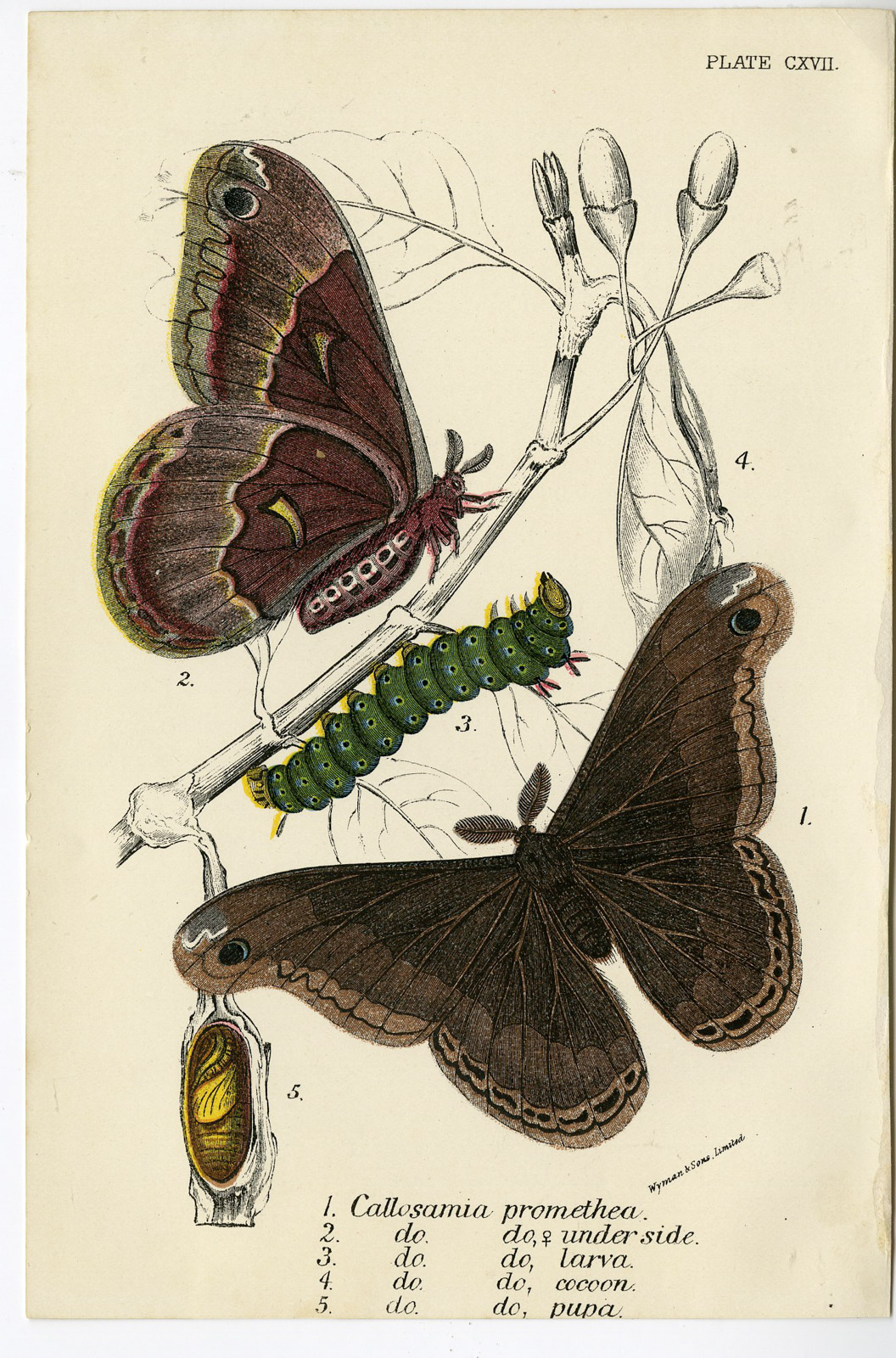 , Antique Print-CALLOSWAMIA-PROMETHEA SILKMOTH-PL. CXVII-Kirby-1897, Pictura Antique Prints