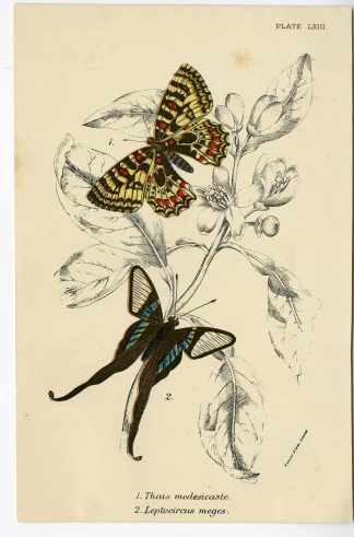 Antique Print-ZERYNTHIA-LAMPROPTERA-GREEN DRAGONTAIL-FESTOON-PL.LXIII-Kirby-1897