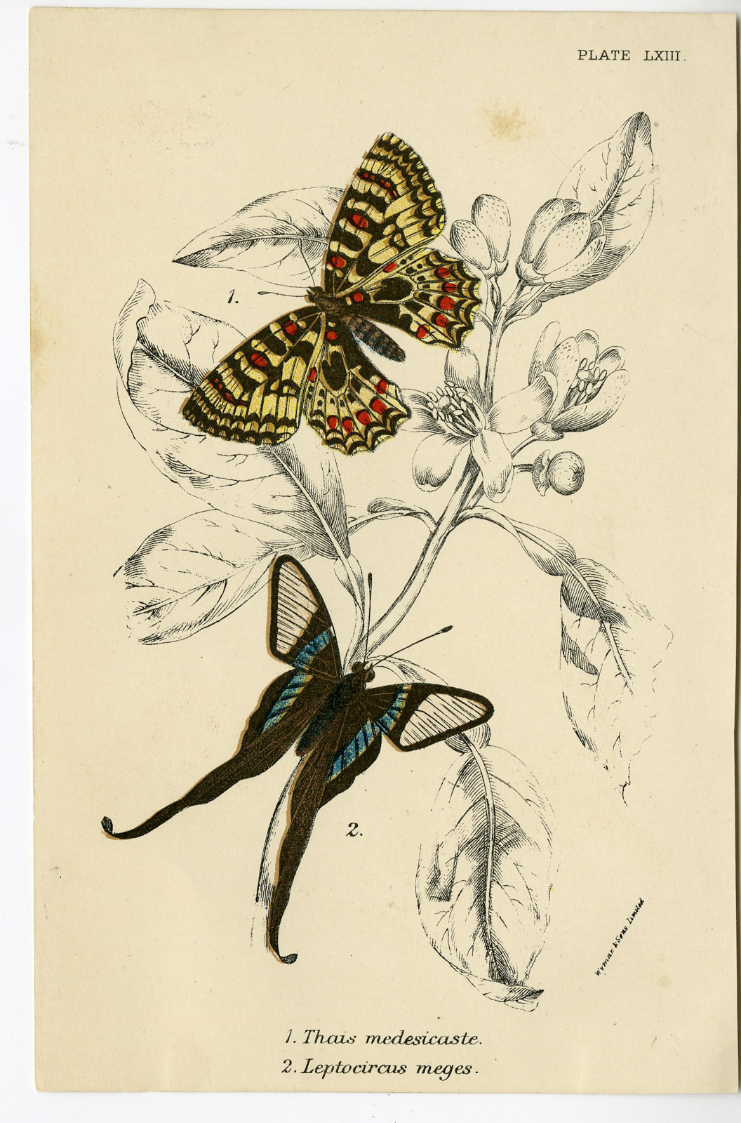 , Antique Print-ZERYNTHIA-LAMPROPTERA-GREEN DRAGONTAIL-FESTOON-PL.LXIII-Kirby-1897, Pictura Antique Prints