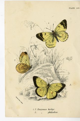 Antique Print-EURYMUS KIRBYI-PHILODICE-PL. LXI-Kirby-1897