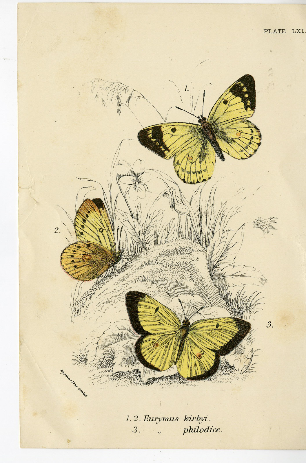 , Antique Print-EURYMUS KIRBYI-PHILODICE-PL. LXI-Kirby-1897, Pictura Antique Prints