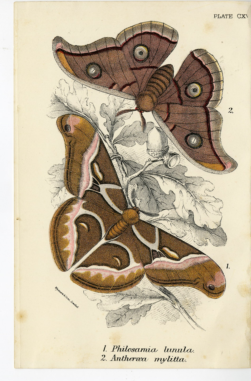 , Antique Print-PHILOSAMIA LUNULA-ANTHERAEA MYLITTA-PL. CXV-Kirby-1897, Pictura Antique Prints