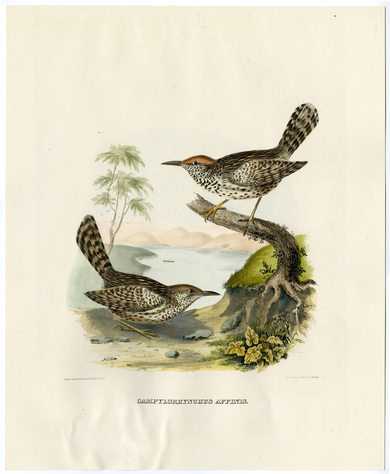, Antique Print-BIRD-ORNITHOLOGY-ALLIED WREN-CAMPYLORHYNCHUS AFFINIS-Elliot-1866, Pictura Antique Prints