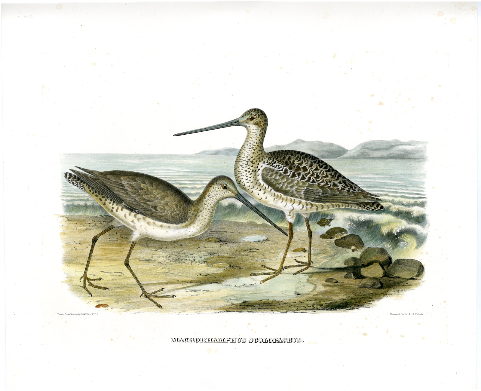 , Antique Print-BIRD-ORNITHOLOGY-LONG BILLED SNIPE-MACRORHAMPHUS-Elliot-1866, Pictura Antique Prints