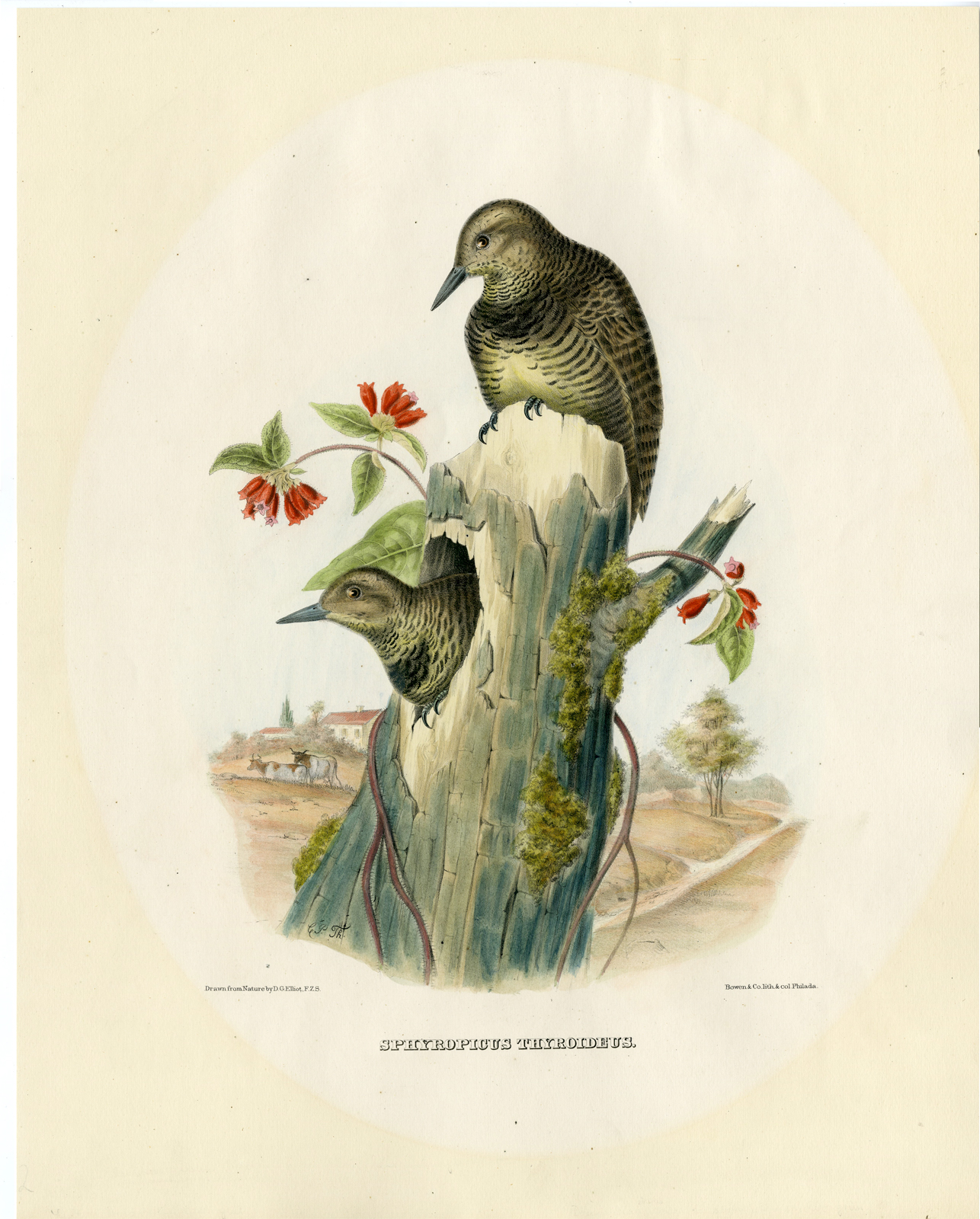 , Antique Print-BIRD-ORNITHOLOGY-FIERY CARDINAL-Elliot-1866, Pictura Antique Prints