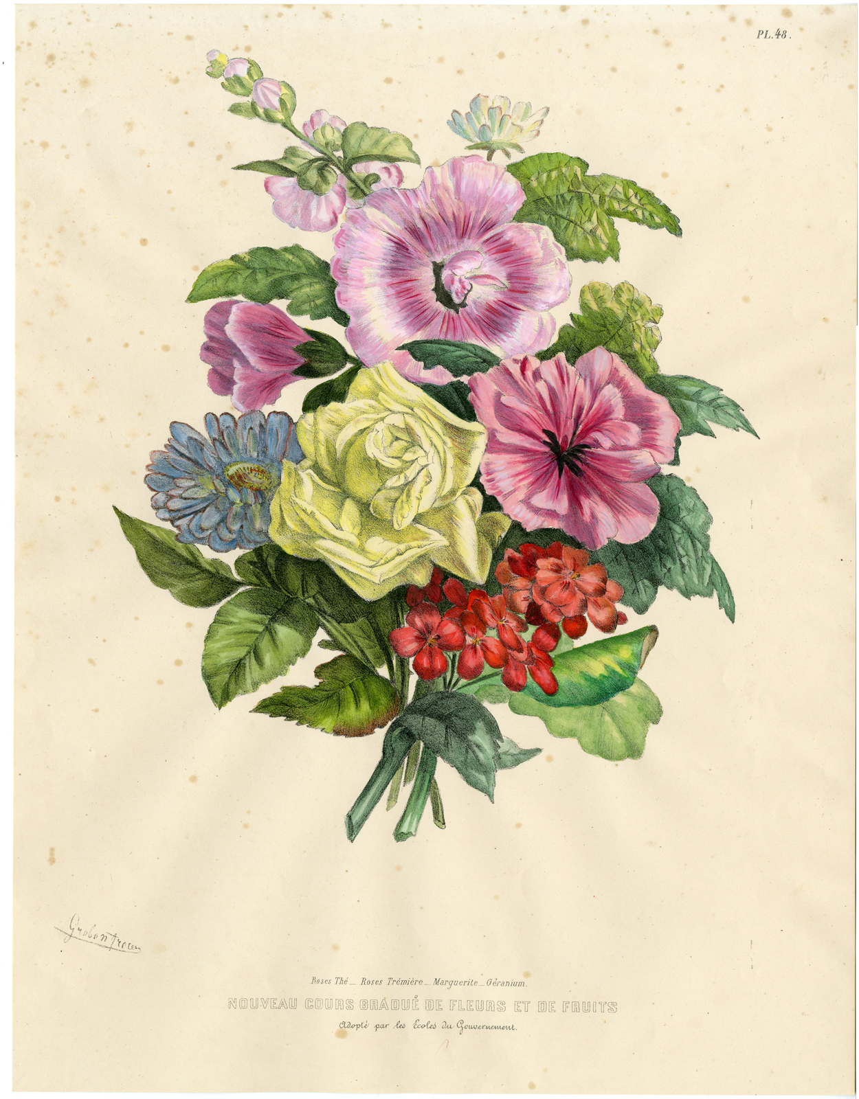 , Antique Print-BOTANICAL-ROSE-GERANIUM-HOLLYHOCK-DAISY-Grobon Freres-1850, Pictura Antique Prints