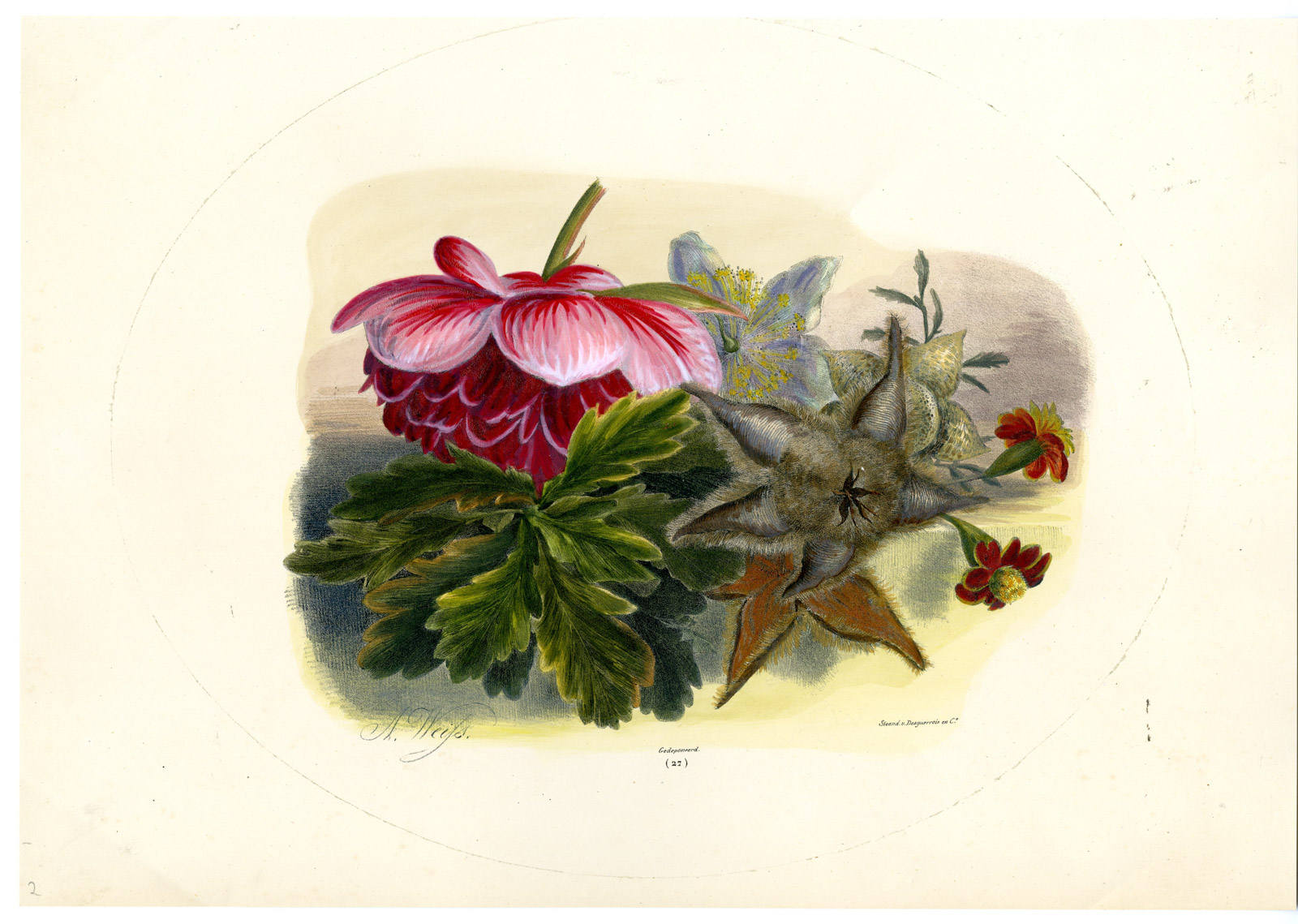 , Antique Print-RARE BOTANICAL-STILL LIFE-FLOWER-LEAVE-NO. 27-Weiss-1850, Pictura Antique Prints