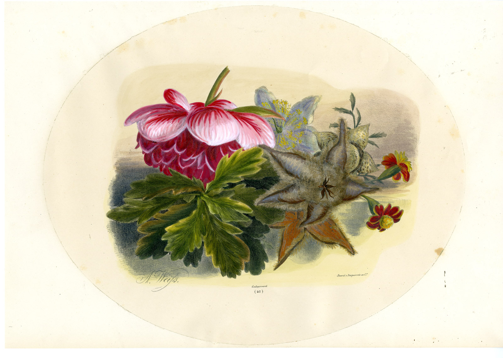 Pictura 01069 416x296 Antique Print-RARE BOTANICAL-STILL LIFE-FLOWER-LEAVE-NO. 27-Weiss-1850