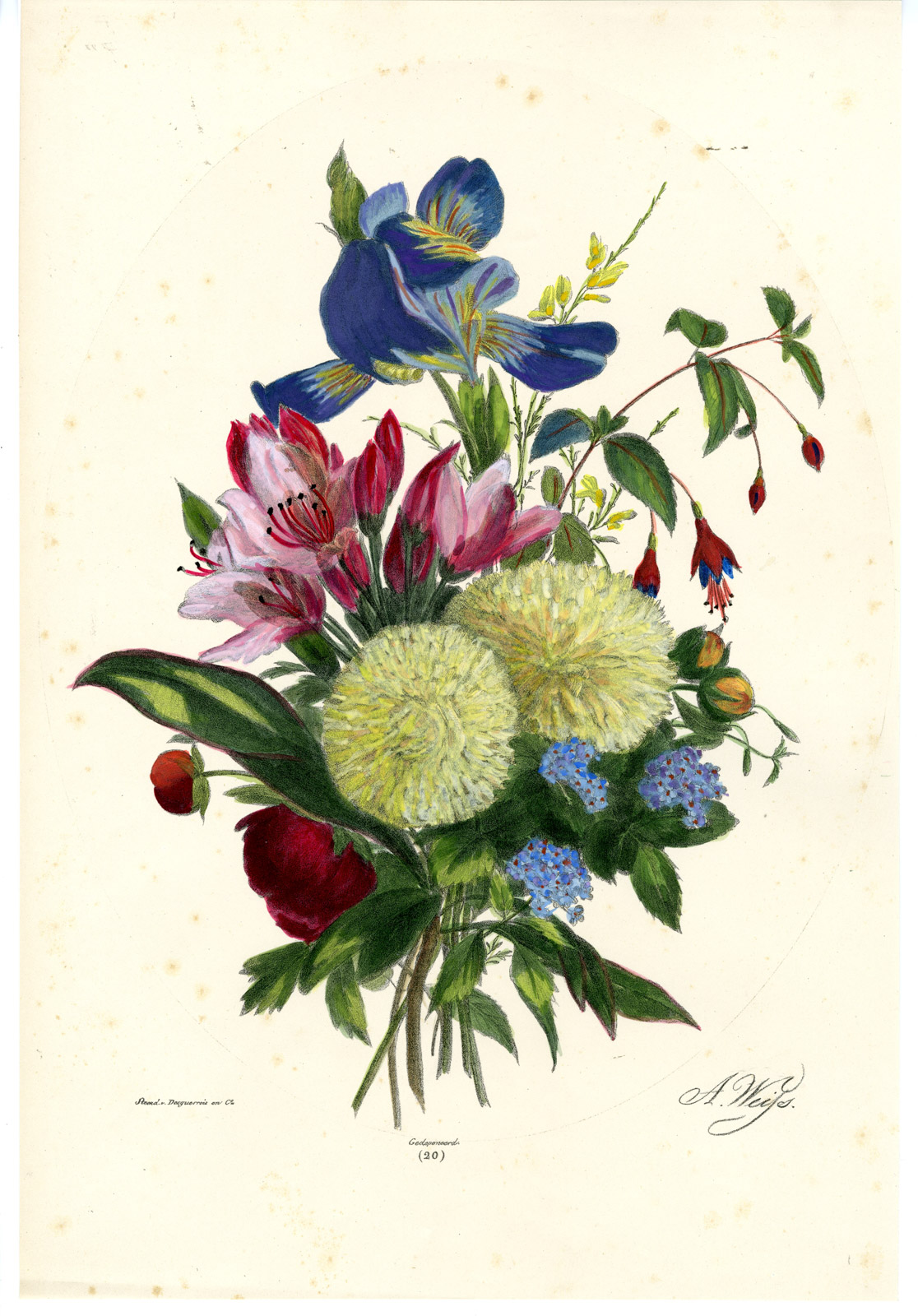 , Antique Print-RARE BOTANICAL-BOUQUET-FLOWER-IRIS-PEONY-NO. 20-Weiss-1850, Pictura Antique Prints