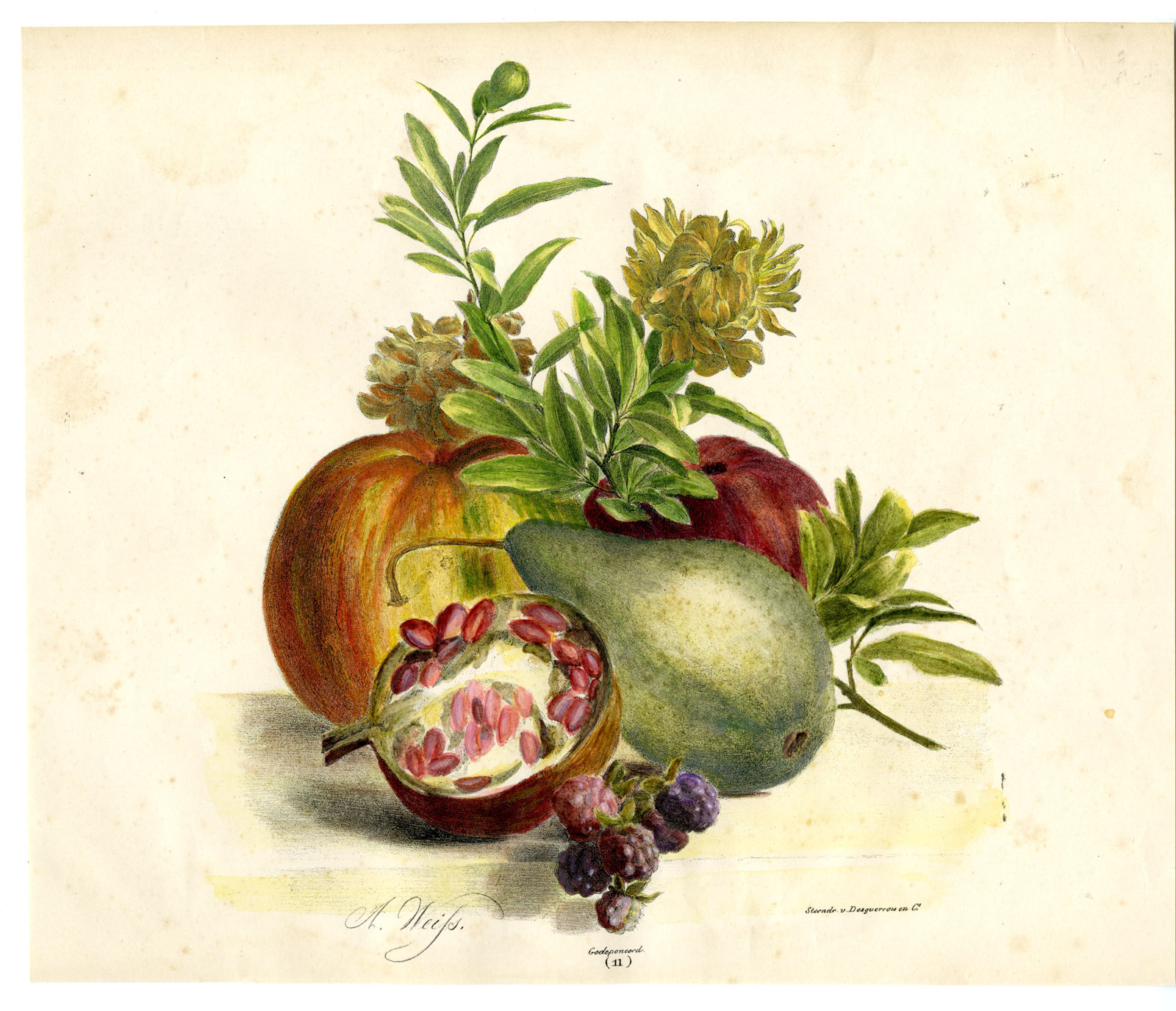 , -STILL LIFE-FRUIT-POMEGRANATE-PEAR-PUMPKIN-NO. 11-Weiss-1850, Pictura Antique Prints