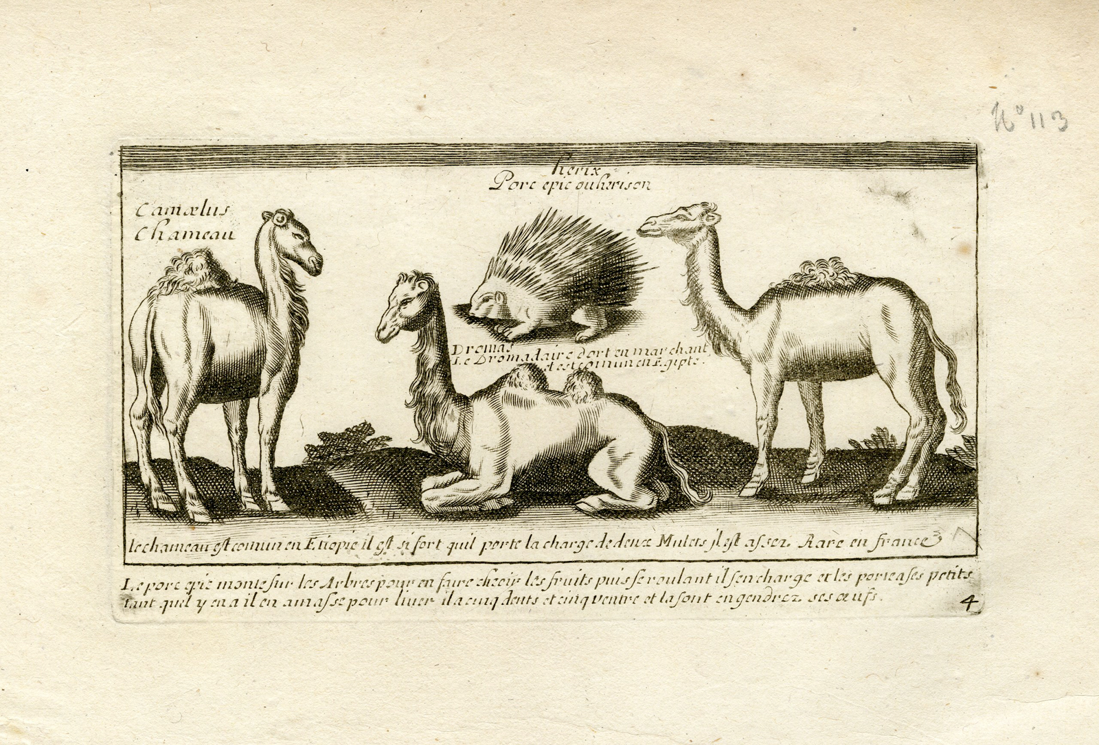 , Rare-Antique Print-COLLECTION-ANIMALS-CAMELS-HEDGEHOG-Jollain-Tempesta-1688, Pictura Antique Prints