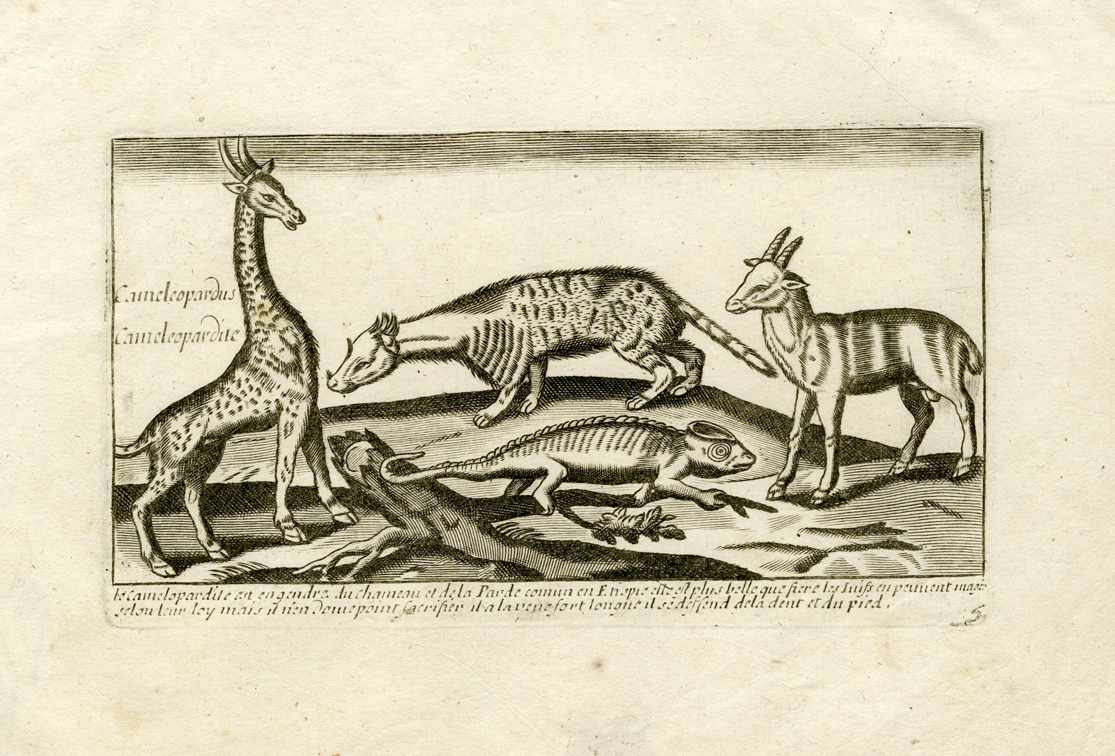 , Rare-Antique Print-ANIMALS-GIRAFFE-MARTEN-GOAT-CHAMELEON-Jollain-Tempesta-1688, Pictura Antique Prints