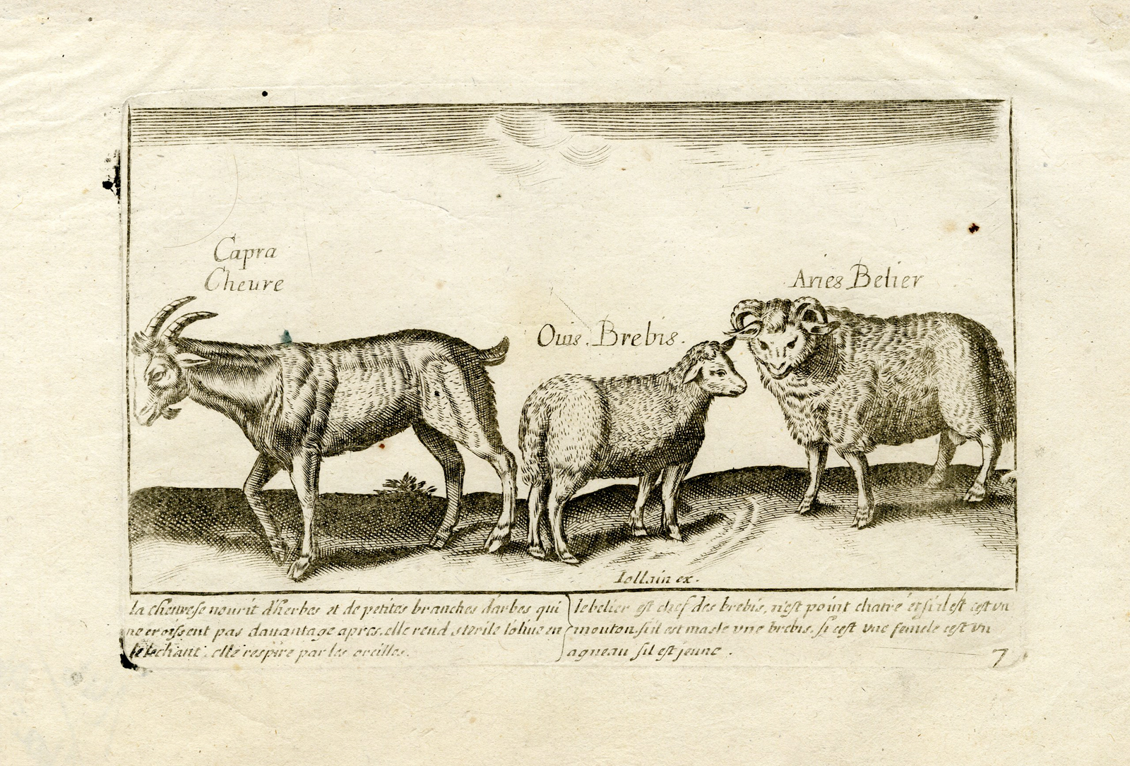 , Rare-Antique Print-COLLECTION-ANIMALS-GOAT-SHEEP-Jollain-Tempesta-1688, Pictura Antique Prints