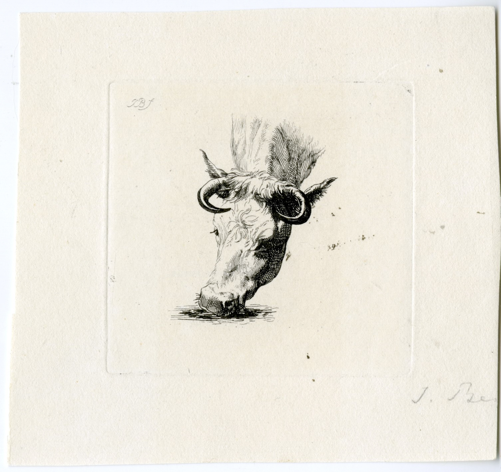 , Antique Master Print-COW-PORTRAIT-Bemme-c.19th c., Pictura Antique Prints