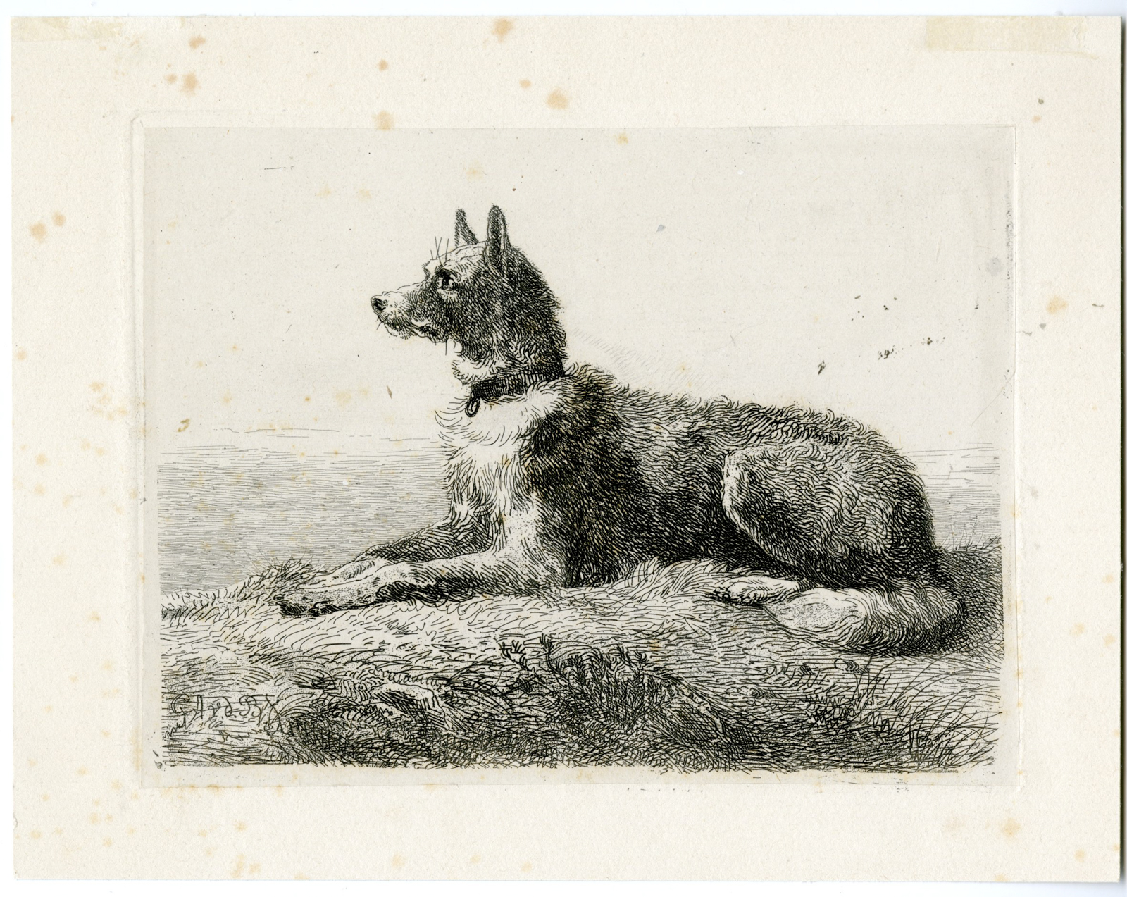 , Antique Master Print-SHEEPDOG-LYING-DOWN-van der Brugghen-1857, Pictura Antique Prints