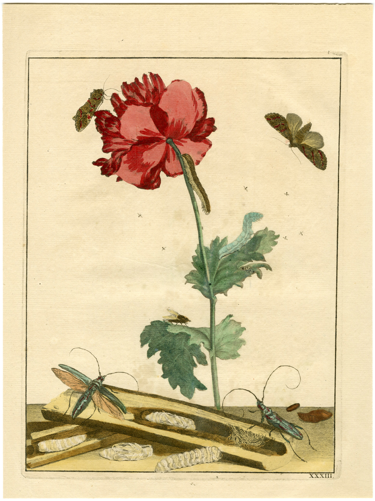 , Rare-Antique Print-CABBAGE-WORM-LONGHORN-BEETLE-POPPY-l’Admiral-1774, Pictura Antique Prints