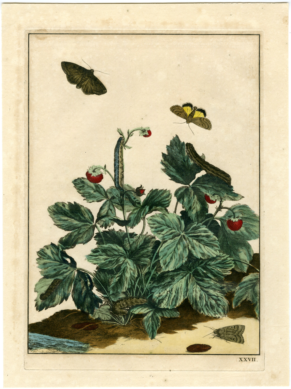 , Rare-Antique Print-WILLOWHERB-HAWKMOTH-PROSERPINUS-STRAWBERRY-l’Admiral-1774, Pictura Antique Prints