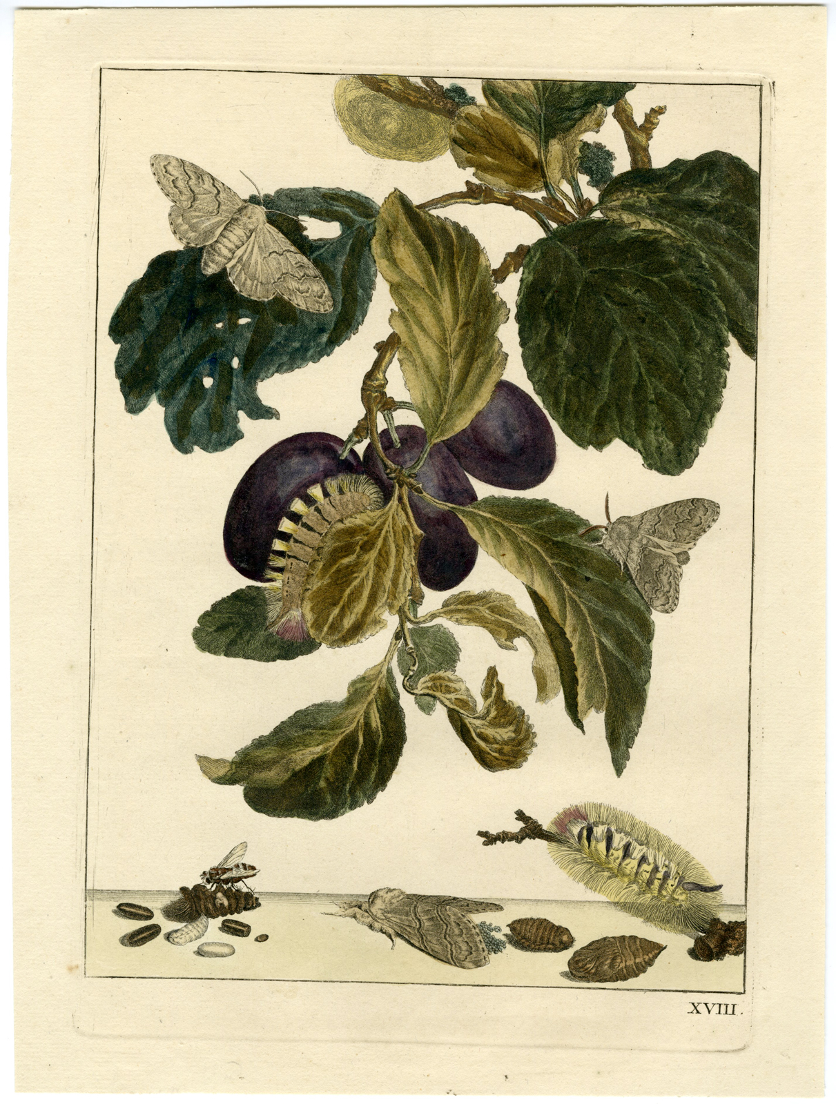 , Rare-Antique Print-YELLOW-TUSSOCK-MOTH-CALLITEARA-PUDIBUNDA-PLUM-l’Admiral-1774, Pictura Antique Prints