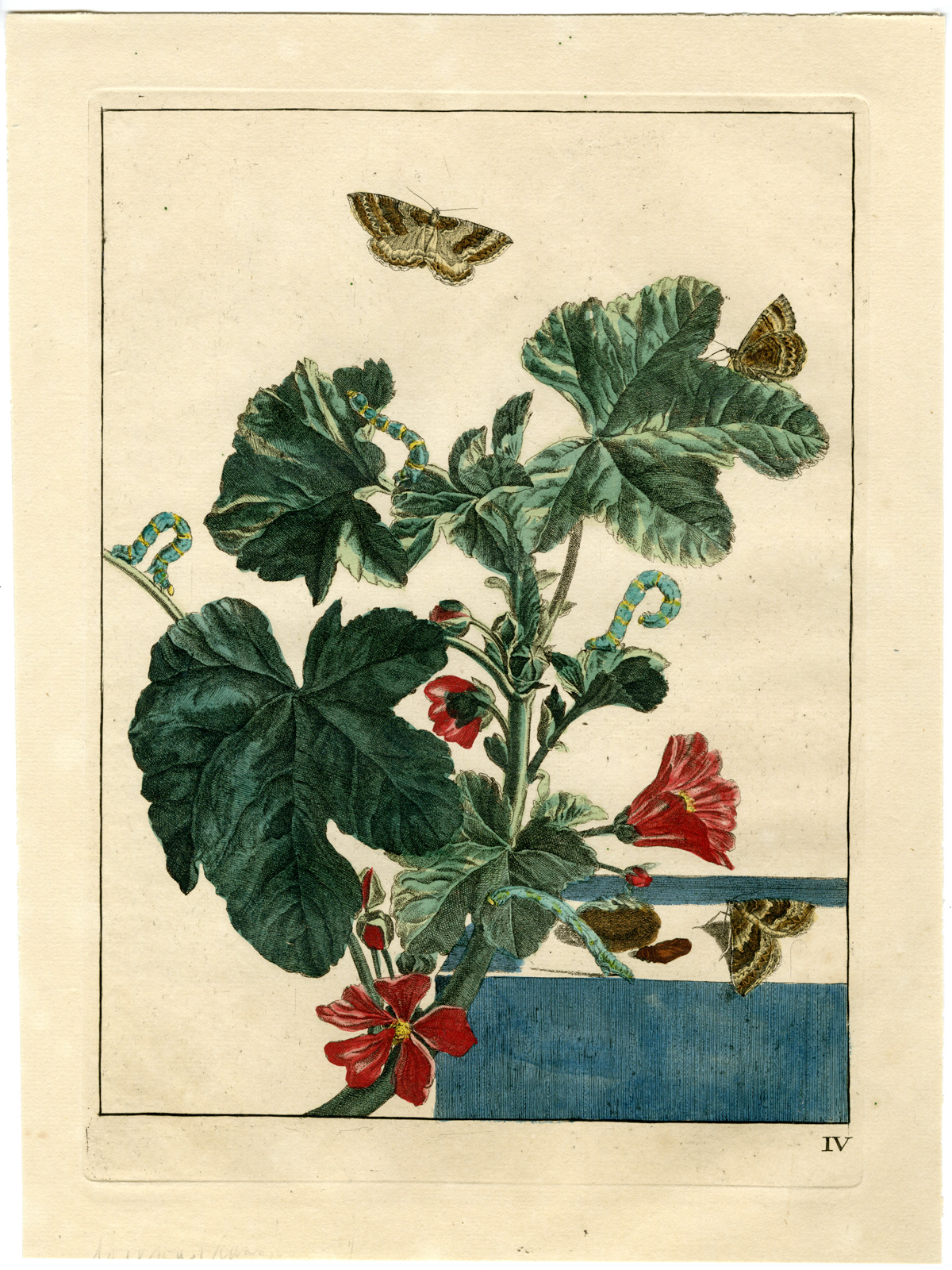 , Rare-Antique Print-MALLOW-MOTH-LARENTIA-CLAVARIA-MALVA-SYLVESTRIS-l’Admiral-1774, Pictura Antique Prints