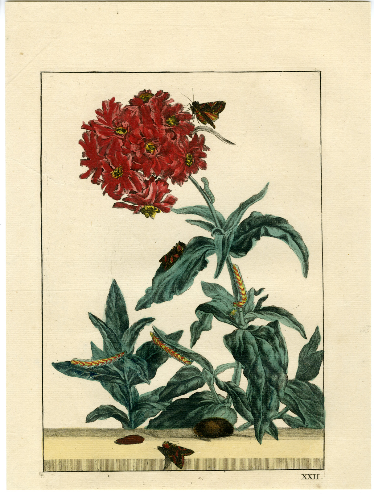 , Rare-Antique Print-CAMPION-MOTH-SIDERIDIS-RIVULARIS-FLOWER-l’Admiral-1774, Pictura Antique Prints