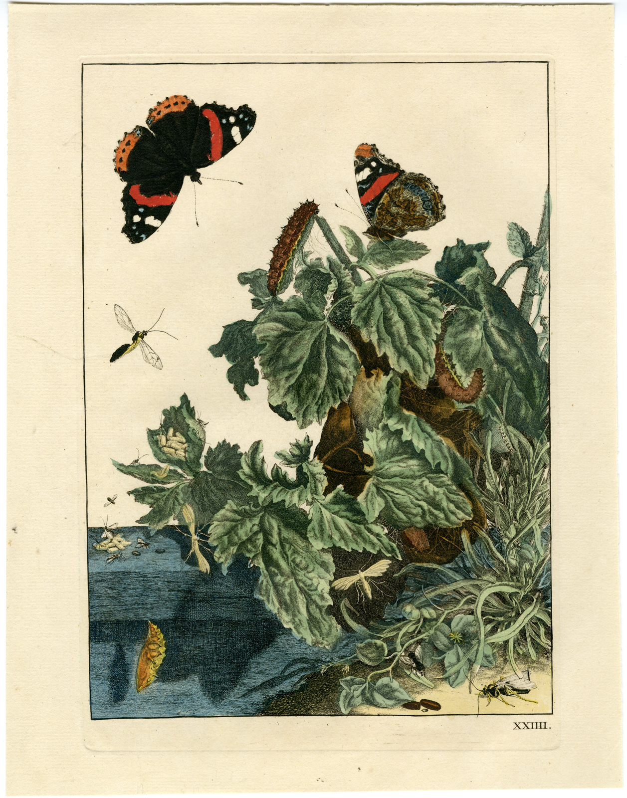 , Rare-Antique Print-BUTTERFLY-BOTANICAL-l’Admiral-1774, Pictura Antique Prints