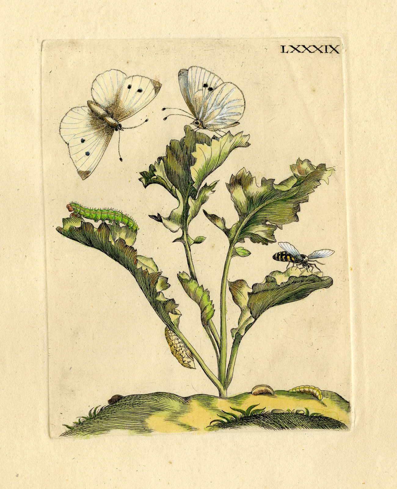 , Antique Print-INSECTS-CABBAGE-BRASSICA-MOTH-CATERPILLAR-PL.LXXXIX-Merian-1730, Pictura Antique Prints