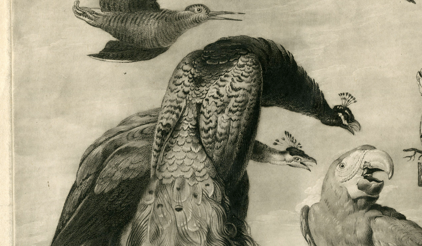 , Antique Master Print-CONCERT-OF-BIRDS-HOUGHTON-DI FIORI-Earlom-De Vos-1778, Pictura Antique Prints