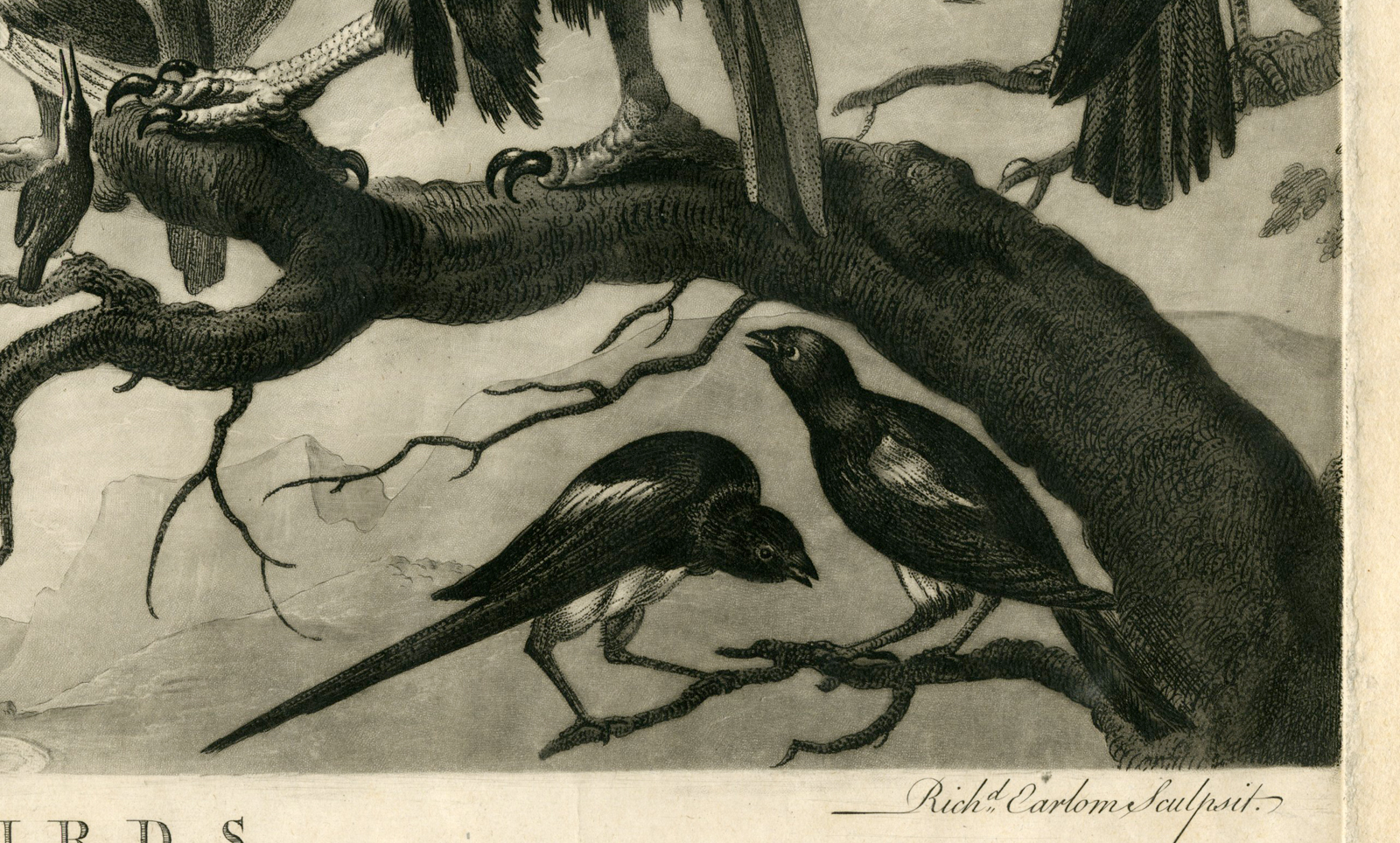 , Antique Master Print-CONCERT-OF-BIRDS-HOUGHTON-DI FIORI-Earlom-De Vos-1778, Pictura Antique Prints