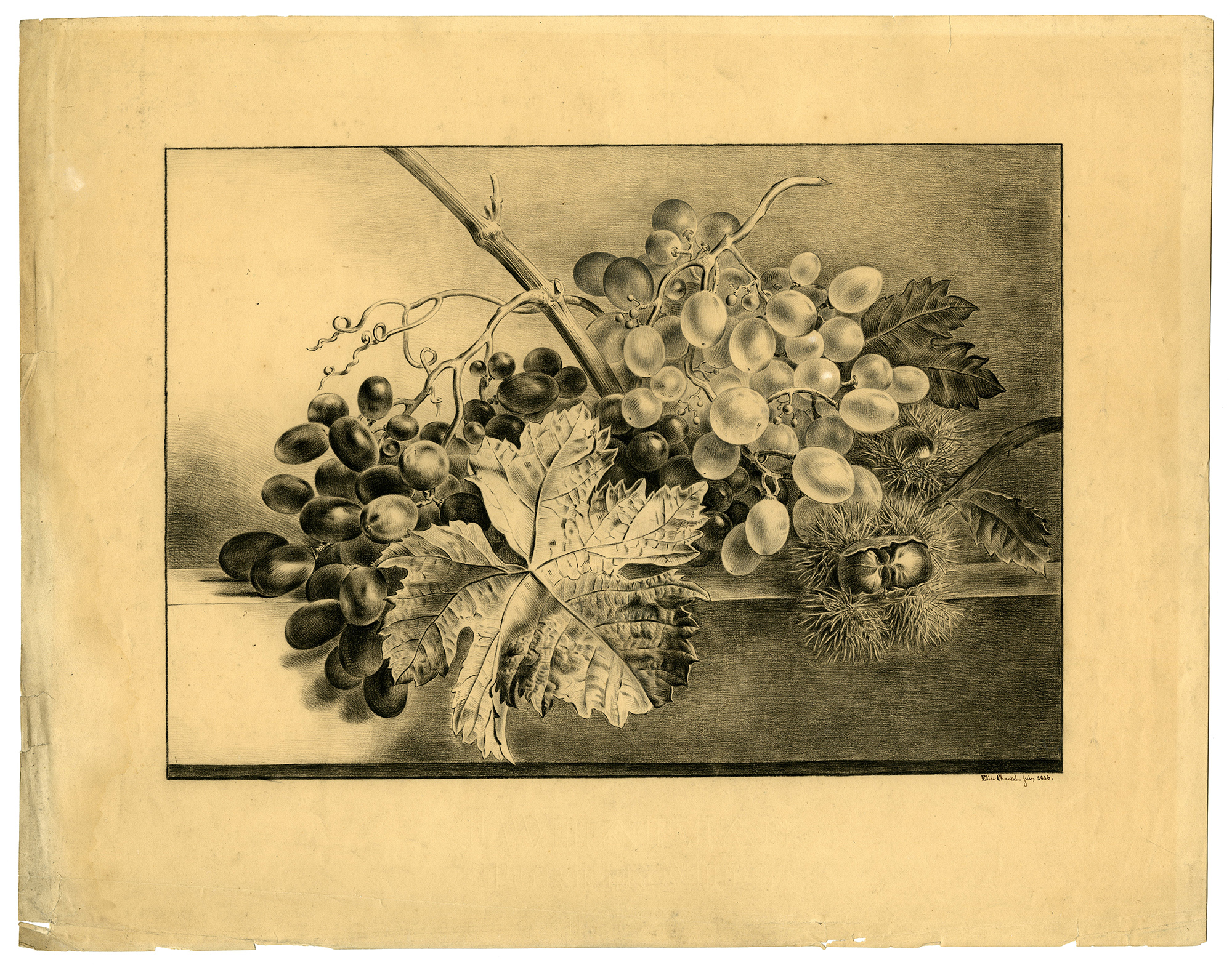 , Antique Drawing-STILL LIFE-GRAPES-CHESTNUTS-Chantal-Van Os-1836, Pictura Antique Prints