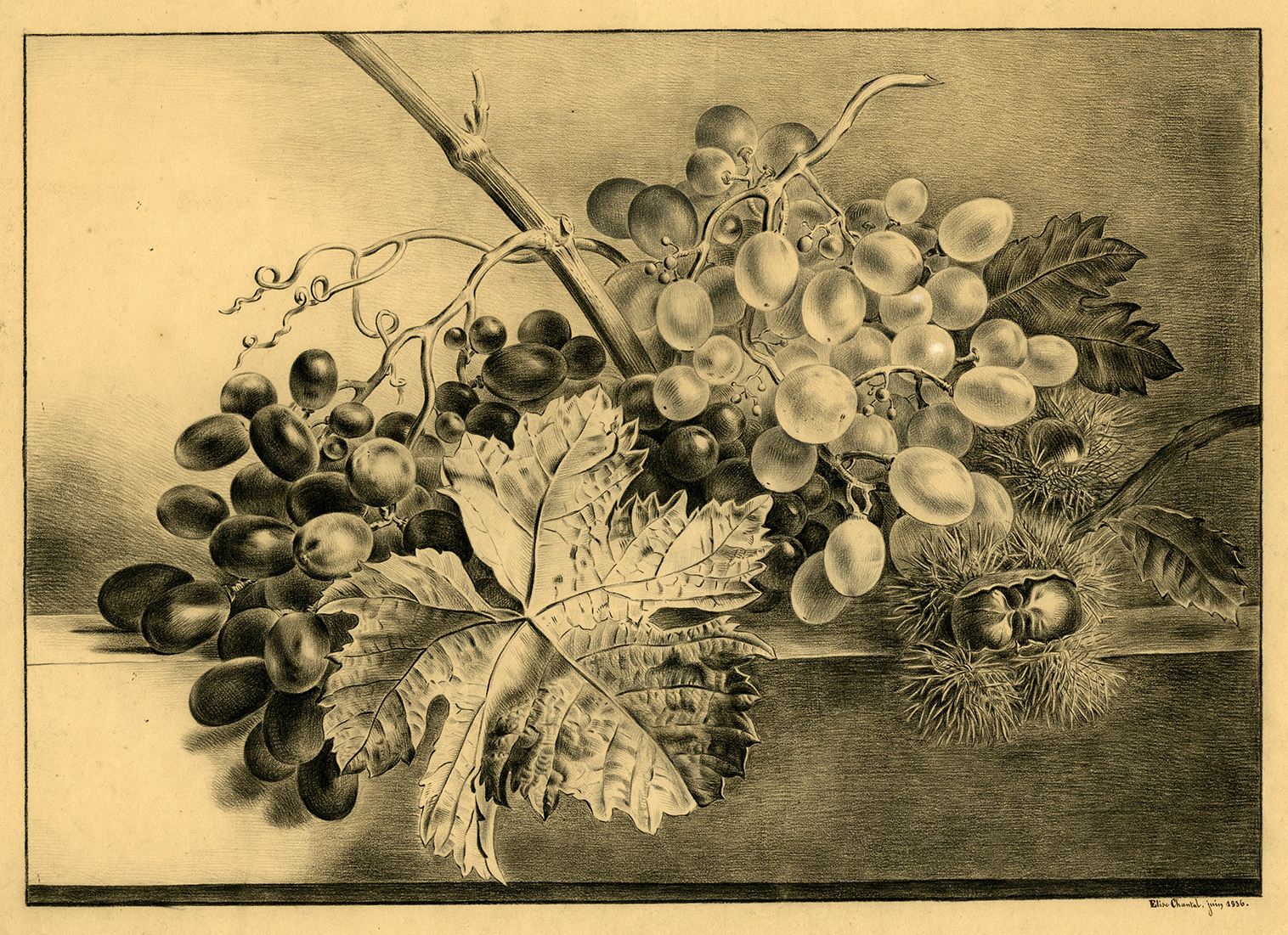 , Antique Drawing-STILL LIFE-GRAPES-CHESTNUTS-Chantal-Van Os-1836, Pictura Antique Prints