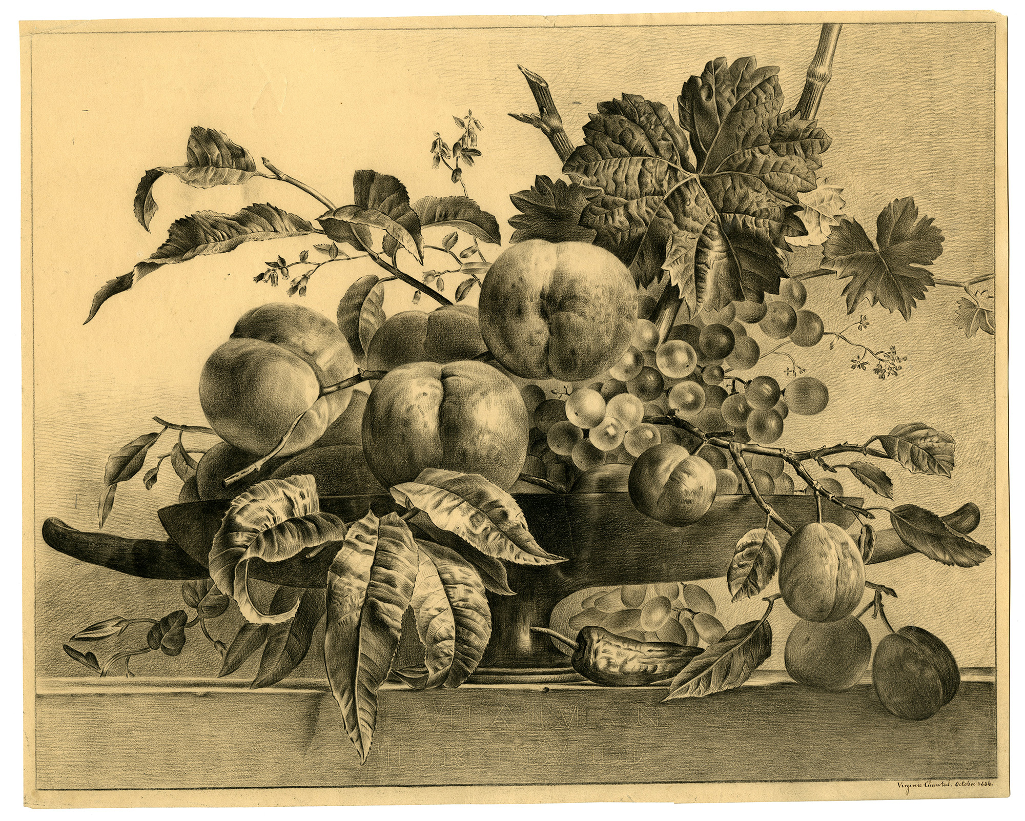 , Antique Drawing-STILL-LIFE-FRUIT-GRAPES-PEACH-PLUM-Chantal-Van Os-1836, Pictura Antique Prints
